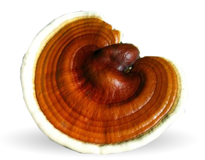 ganoderma